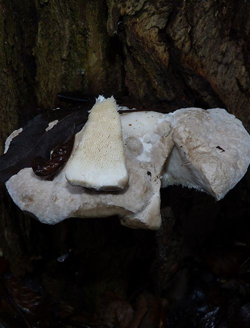 On a willow coppice stool along the River Great Ouse in Bedfordshire. 